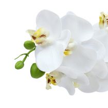 Artikel Orkidégren hvid L58cm