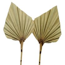 Artikel Palmspear Natural 100 stk