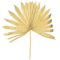 Artikel Palmspear Sol Naturlig Palmeblad Tørret Naturlig Dekoration 30 stk