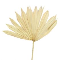 Artikel Palmspear Sun bleget 30 stk
