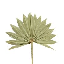 Artikel Palmspear Sun mini natur 50 stk