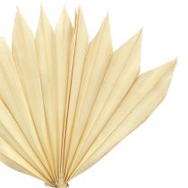 Artikel Palmspear Sun mini bleget 30 stk