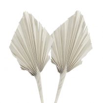 Artikel Palmspear Mini Hvid vasket 100 stk