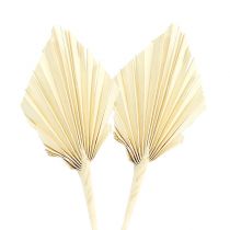 Artikel Palmspear mini bleget palmespyd tørret 50 stk