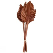 Artikel Palmespyd palmeblade naturlig dekoration brun 5-9×14cm L35cm 4 stk