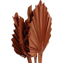 Artikel Palmespyd palmeblade naturlig dekoration brun 5-9×14cm L35cm 4 stk