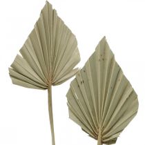 Artikel Mini palmespyd, tør blomsterdekoration, adventsdekoration, mindedage natur L33–34cm B7–9cm 4 stk.