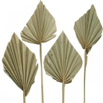 Artikel Mini palmespyd, tør blomsterdekoration, adventsdekoration, mindedage natur L33–34cm B7–9cm 4 stk.
