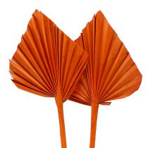 Artikel Palmspyd Orange 65 stk