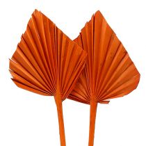 Palm Spear Orange 65 stk