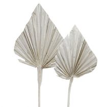 Artikel Palmespyd hvidkalket 10cm - 15cm L33cm 65 stk