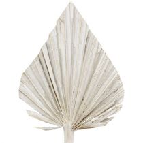 Artikel Palmespyd hvidkalket 10cm - 15cm L33cm 65 stk