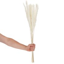 Artikel Pampasgræs tørrede blomster blegede 70 cm 15 stk.