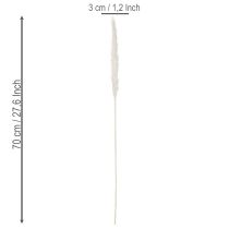 Artikel Pampasgræs tørrede blomster blegede 70 cm 15 stk.