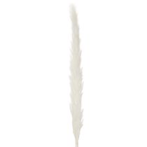 Artikel Pampasgræs tørrede blomster blegede 70 cm 15 stk.