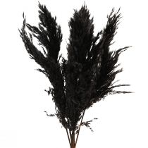 Artikel Pampas græs sort 65-75cm tørt græs naturdekoration 6 stk