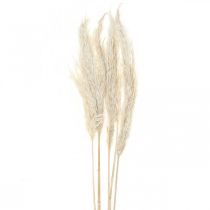 Pampas græs tørret Bleget tør deco 65-75cm 6 stk i bundt