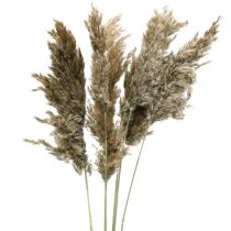 Tørret pampas græs naturel til tør buket 70-75cm 6 stk
