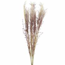 Pampas græs creme, violet Kunstige tørrede blomster 3stk