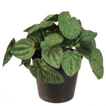Artikel Peperomia Green Twist - Robust, dekorativ stueplante i 20 cm potte