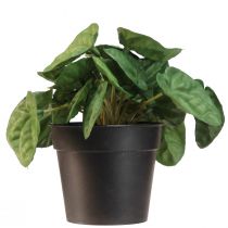 Artikel Peperomia Green Twist - Robust, dekorativ stueplante i 20 cm potte