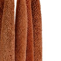 Artikel Perle Hirse Dekorative Siv Babala Hirse Brun 70cm 10 stk