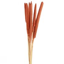 Artikel Perlehirse siv Babala hirse orange 70cm 10 stk
