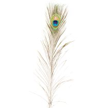 Artikel Påfuglefjerdekoration, ægte fuglefjer, lange 75-85 cm, 8 stk.