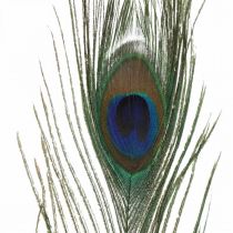 Påfuglefjer deco ægte fjer til kunsthåndværk naturlige 24-32cm 24stk