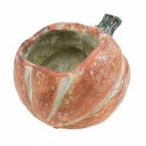 Græskar til plantning Orange 19×15×16cm