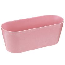 Artikel Plantebåd planteskål oval pink 27×11×10cm 3stk