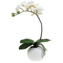 Artikel Phalaenopsis creme i keramisk gryde 33cm