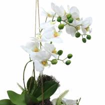 Orkidé med bregne og moskugle kunsthvid hængende 64cm