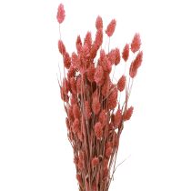 Artikel Phalaris shine græs tørrede blomster pink 64cm 70g × 2stk