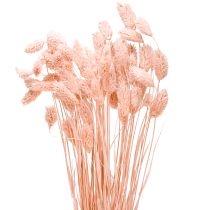 Artikel Phalaris pink skinnende græs tørret tør dekoration 65cm 60g