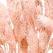 Artikel Phalaris pink skinnende græs tørret tør dekoration 65cm 60g