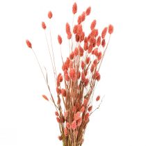 Phalaris pink blank græstørret tør dekoration 70cm 75g