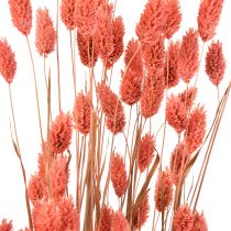 Phalaris pink blank græstørret tør dekoration 70cm 75g