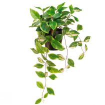 Artikel Philodendron Scindapsus med potte, nem at passe - ideel til kontoret og hjemmet 32 cm