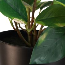 Artikel Philodendron Scindapsus med potte, nem at passe - ideel til kontoret og hjemmet 32 cm