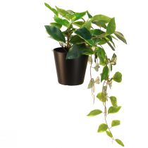 Artikel Philodendron Scindapsus med potte, nem at passe - ideel til kontoret og hjemmet 32 cm