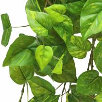 Artikel Philodendron bøjle 80cm