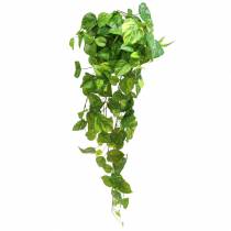 Artikel Philodendron bøjle 80cm