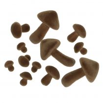 Flokede svampe brun 12stk