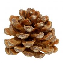 Pinekogler Pinus Pinea kogler creme blandet 5-18cm 25p