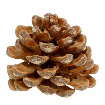 Artikel Pinekogler Pinus Pinea kogler creme blandet 5-18cm 25p