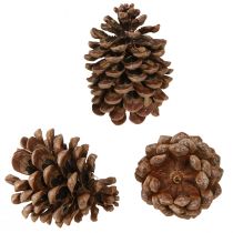 Artikel Pinus Pinea Ægte kogler Stor Naturfyr H10-12cm 50 stk