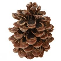 Artikel Pinus Pinea Ægte kogler Stor Naturfyr H10-12cm 50 stk