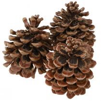 Artikel Pinus Pinea Ægte kogler Stor Naturfyr H10-12cm 50 stk