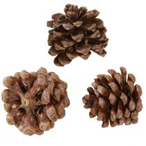 Artikel Pinus Pinea Medium Pine Kogler Naturlig 8-10cm 50 stk